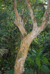 Psidium guajava image