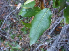 Quercus parvula