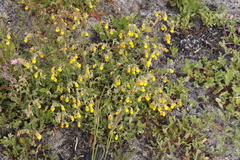 Hermannia multiflora