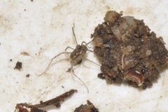 Rilaena triangularis