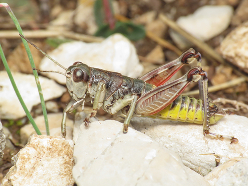 Reatine Apennine Grasshopper