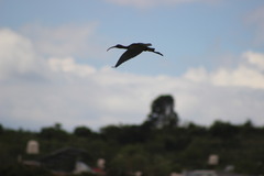 Plegadis chihi