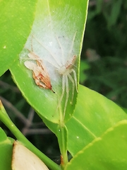 Sidymella rubrosignata