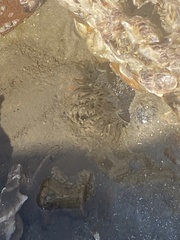 Bunodosoma cavernatum