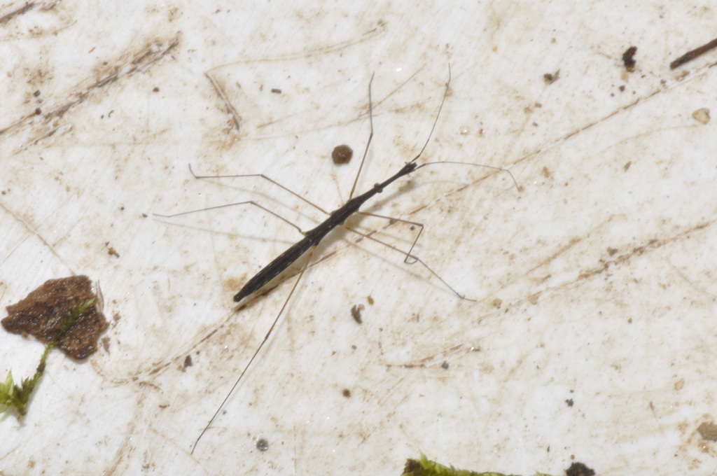 Common Water Measurer from Loire, Rhône-Alpes, France on October 09 ...