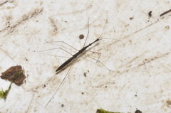 Hydrometra stagnorum