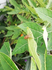 Sidymella rubrosignata