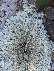 Xanthoparmelia conspersa