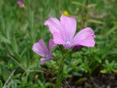 Linum viscosum