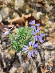 Ionactis linariifolia