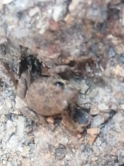 Hyla arenicolor