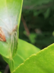 Sidymella rubrosignata