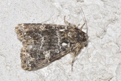 Callopistria latreillei