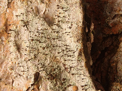 Chaenotheca ferruginea