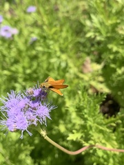 Copaeodes aurantiaca
