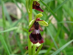 Ophrys insectifera