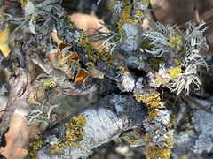 Teloschistes chrysophthalmus
