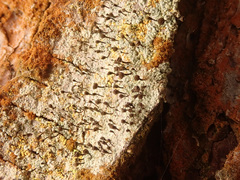 Chaenotheca ferruginea