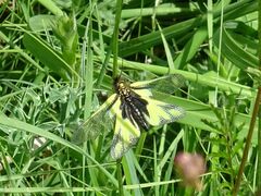 Libelloides coccajus