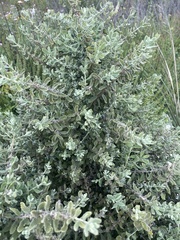 Buddleja scordioides