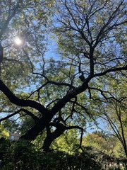 Quercus incana