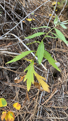 Artemisia douglasiana