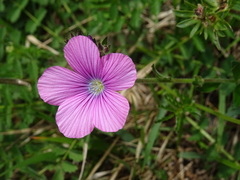 Linum viscosum