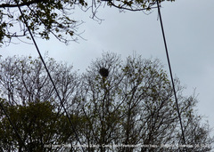 Rupornis magnirostris