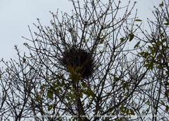 Rupornis magnirostris