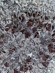 Xanthoparmelia conspersa