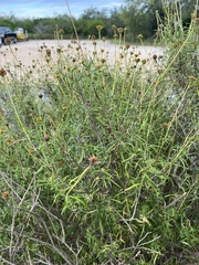 Sidneya tenuifolia
