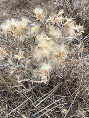 Tetradymia canescens