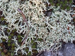 Cladonia uncialis