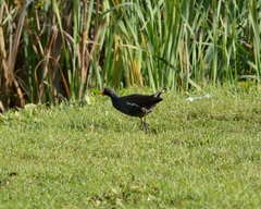 Gallinula chloropus