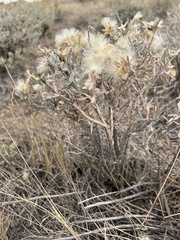 Tetradymia canescens