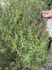 Sidneya tenuifolia