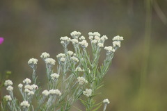 Pseudognaphalium