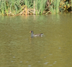 Gallinula chloropus