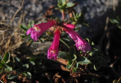 Penstemon newberryi