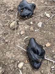 Centrocercus urophasianus