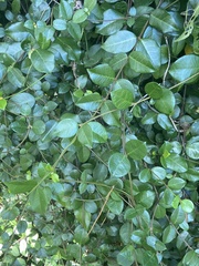 Trachelospermum asiaticum