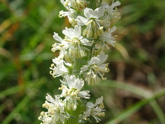 Reseda barrelieri