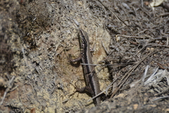 Iberolacerta monticola