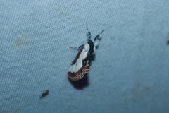 Eudryas unio