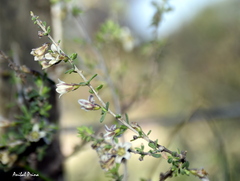 Lycium chilense chilense