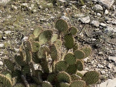 Opuntia chlorotica