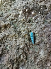 Graphocephala flavovittata