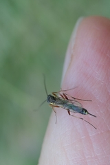 Campopleginae
