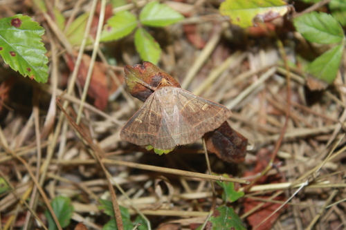 Red-lined Panopoda Moth photo 3