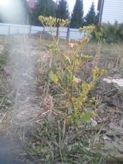 Pastinaca sativa sylvestris